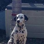 Freemer le dalmatien