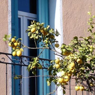 Un citronnier avec ses citrons