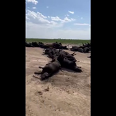 3000 Cattle Just Keeled Over And Died In SW Kansas