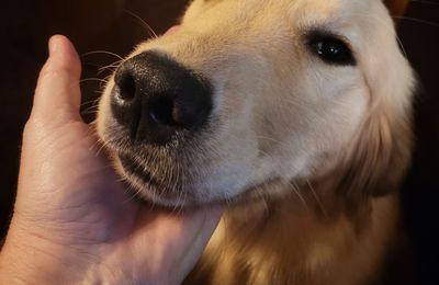 Le toucher et l'affection chez le chien