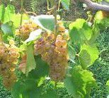 #Chardonel Producers Indiana Vineyards