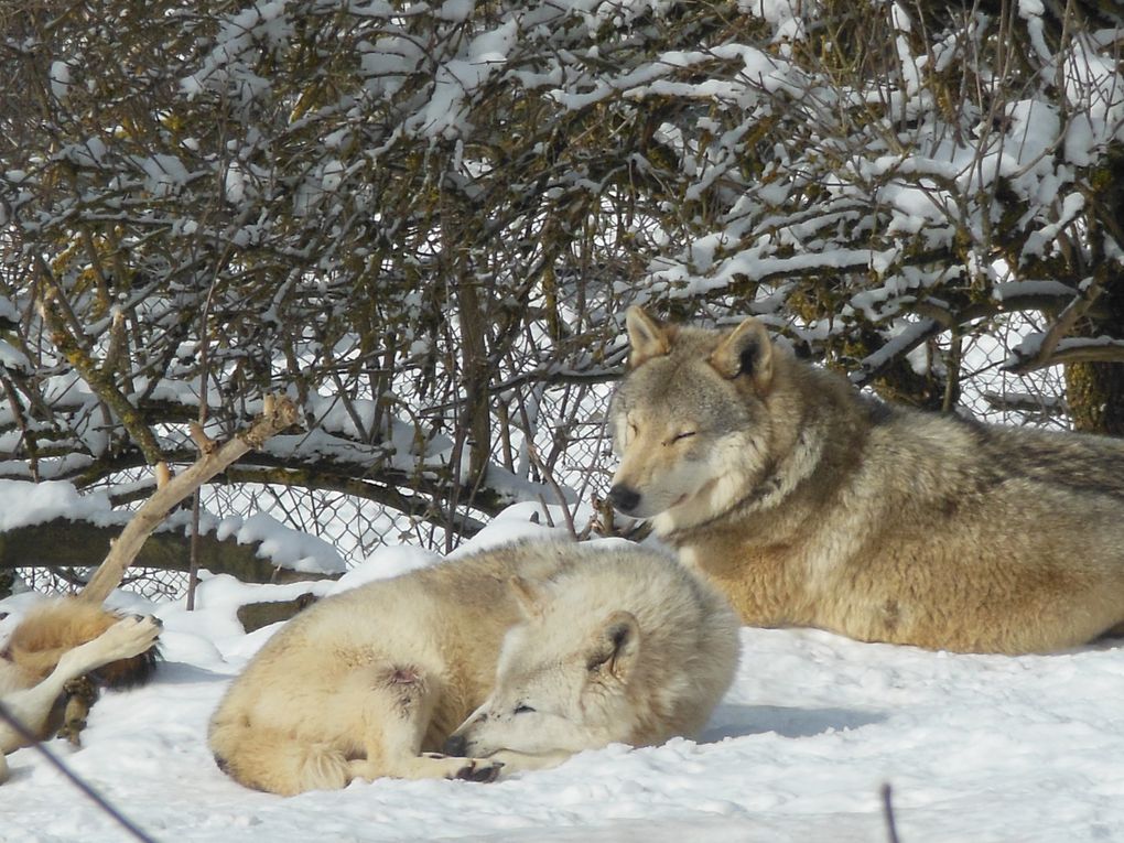 Une de mes plus belles rencontres avec un passionné de loup et les loups du parc du Gévaudan A voir aussi Superbe 
http://sylvain.loup.org/album/