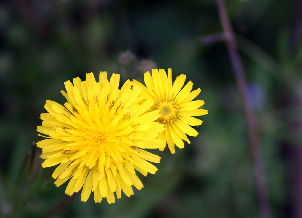 Album - Fleurs-sauvages