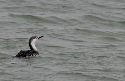 Plongeon catmarin