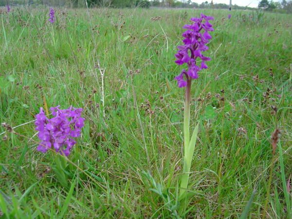 Les orchidées présentées ici ne constituent qu'un échantillon des variétés endémiques présentes dans les prés autour de Saint-Vivien en Dordogne. <br /> Elles fleurissent en général en mai, et constituent souvent de magnifiques tapis de fleurs.
Toutes les photos présentées ici sont l'oeuvre de Jacques Chazeau.