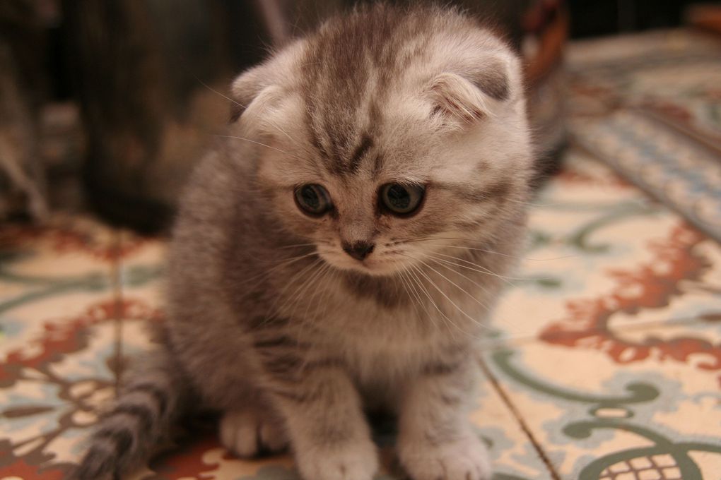 Photos de nos chatons de 2012.
Première portée : Falbala (Brtitish Shorthair)+ Dwayne (Highland Fold)