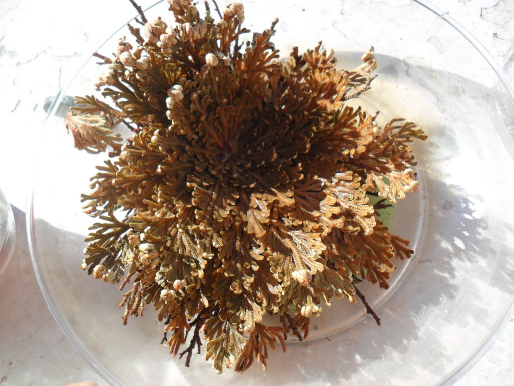 La rose de Jericho est une plante qui a la particuliarité de se réhydrater après une longue période de sécheresse. Au contact de l'eau, cette plante va s'ouvrir en quelques heures puis, peu à peu retrouver sa couleur verte ainsi que son aspect entre mousse et fougère. Elle pourra par la suite à nouveau entamer une période de sècheresse pendant des semaines, des mois, ou plusieurs années ... Très impressionnant!