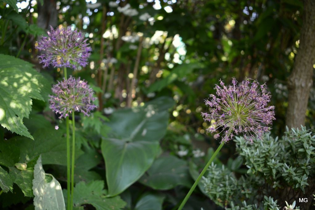 Le jardin de Vincenzo Campisano à Sin-le-Noble.