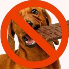 Chocolate Is Not Good For Your Dog