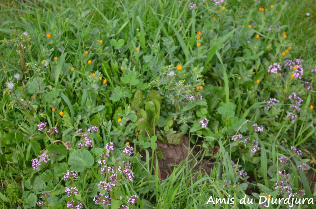 Plantes et fleurs de nos montagnes.