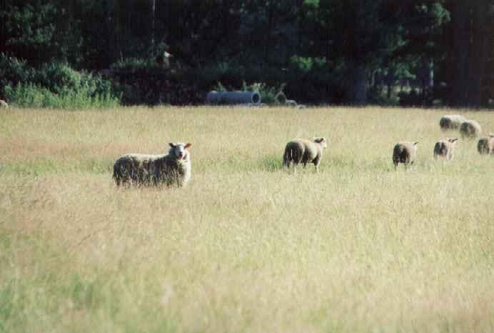 Album - medoc