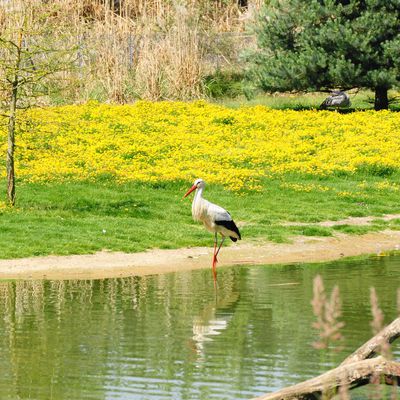 CIGOGNE AU PARC DES OISEAUX