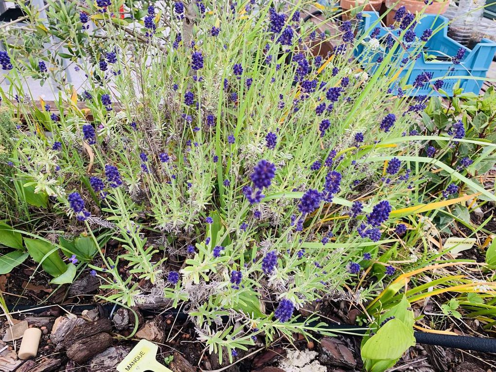 Les fleurs du mois de mai dans le micro jardin urbain (en 2019)