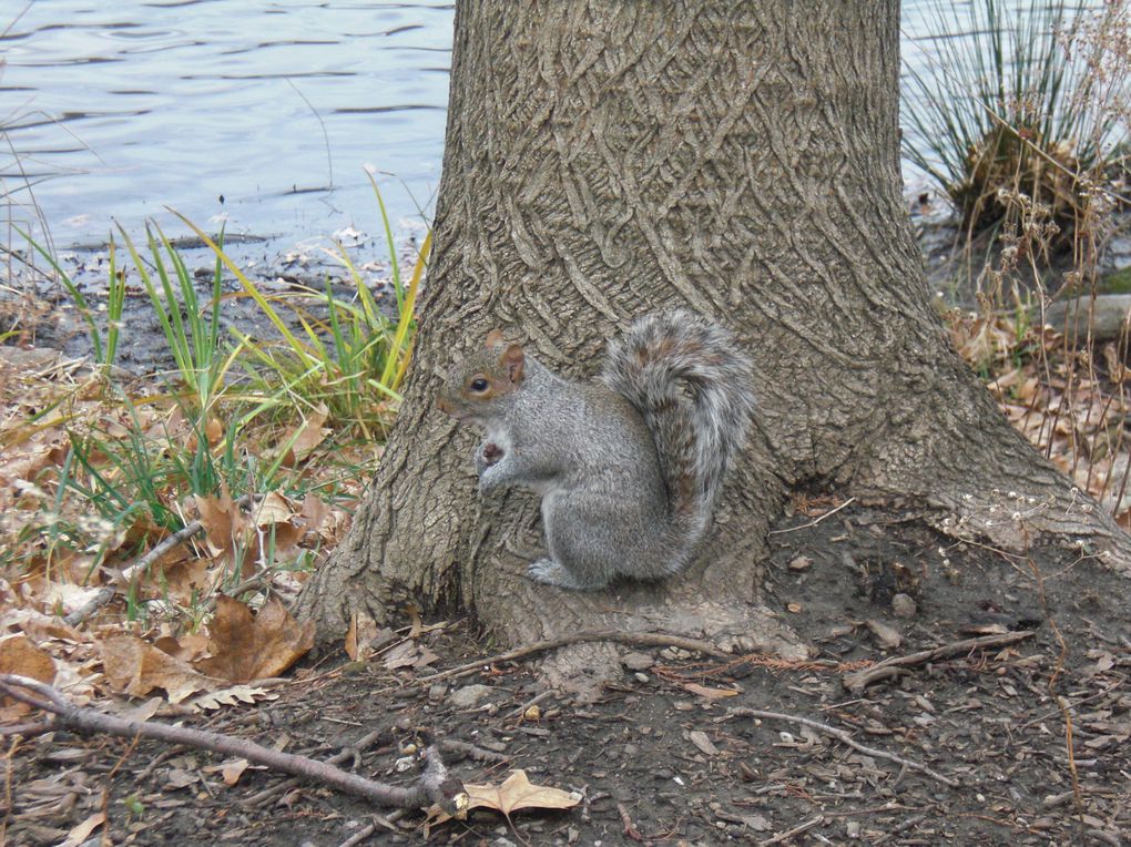 un aperçu de mon séjour à New-York en décembre 2011