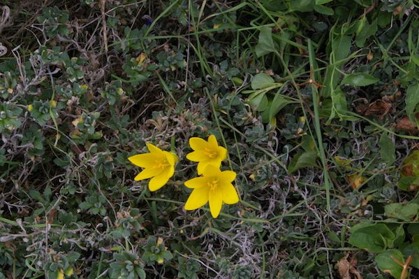 069 - Sternbergia sicula, une petite cousine des Sternbergia lutea classique