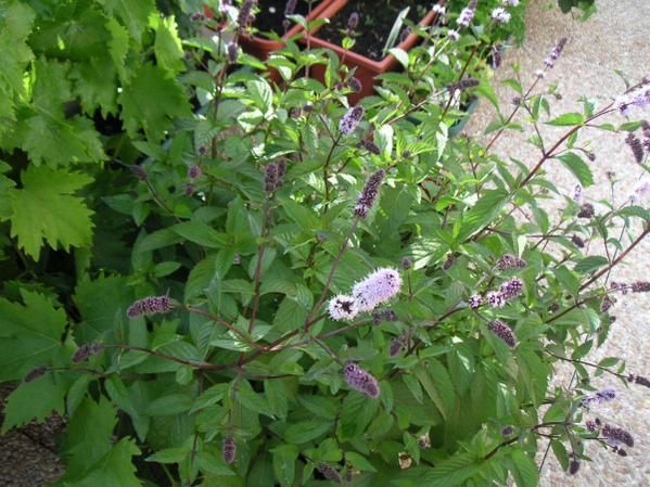 - 1 pied de vigne
- 1 pied de coeur de boeuf
- 1 pied de tomate jaune
- 1 poivron
- 4 pieds de tomate roma
- 1 pied de piment
- 1 pied de cornichon/concombre
- 1 fraisier
- 1 groseiller
- 2 framboisiers (race differente)
- 1 palmier
- 2 pi