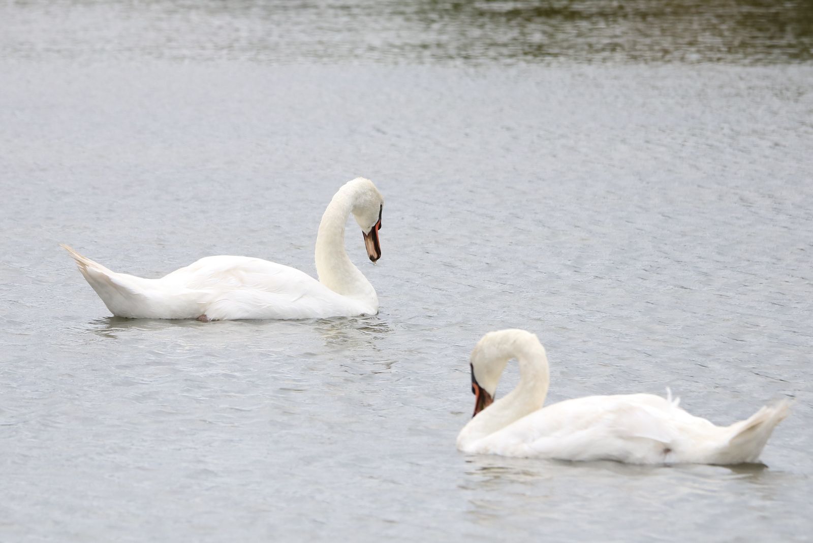 Cygnes en splendeur (2)