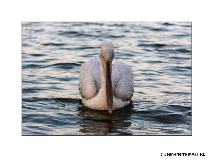 Le pélican frisé se reproduit dans les marais et les lacs peu profonds. C’est l’un des plus grands oiseaux du monde.