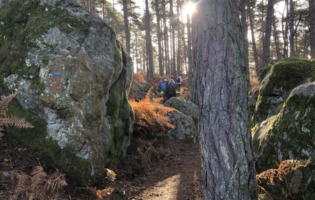 Randonnée en boucle autour de Bois-le-Roi - 14,8 km.