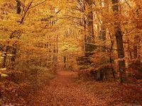 Des forets en jaune_ocre 