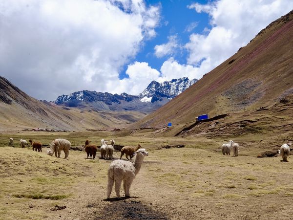 Winicunca au départ du trek....le ballet des loueurs de chevaux dans un cirque de montagnes qui imposent le respect....