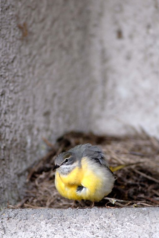 Banque d'images d'oiseaux