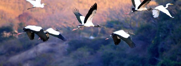 Plus d'une espèce d'oiseaux migrateurs sur dix menacées (Pnue)