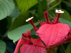 Fleurs du jour (32)