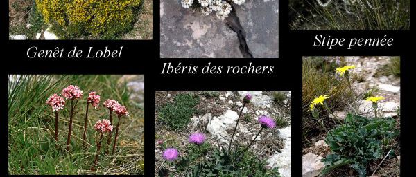 Les plantes rupestres des vallées de l'Huveaune et du Merlançon (FLORE_16)