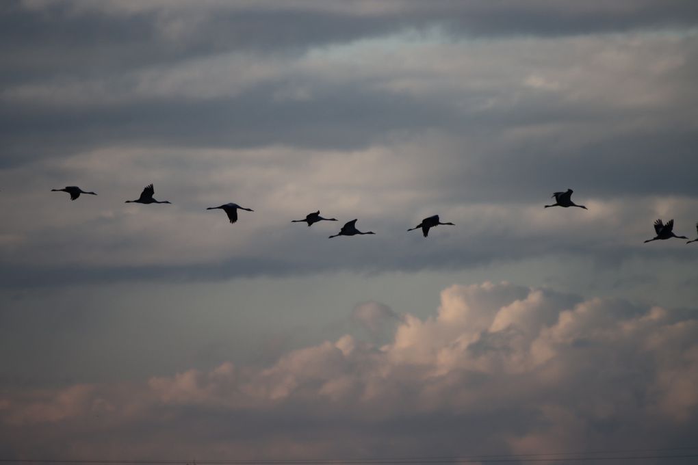 Les grues cendrées 