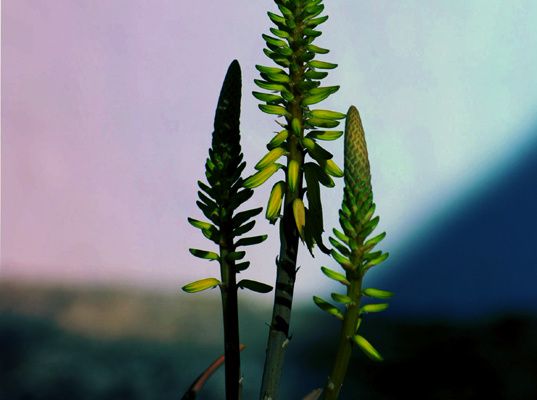 aloe vera