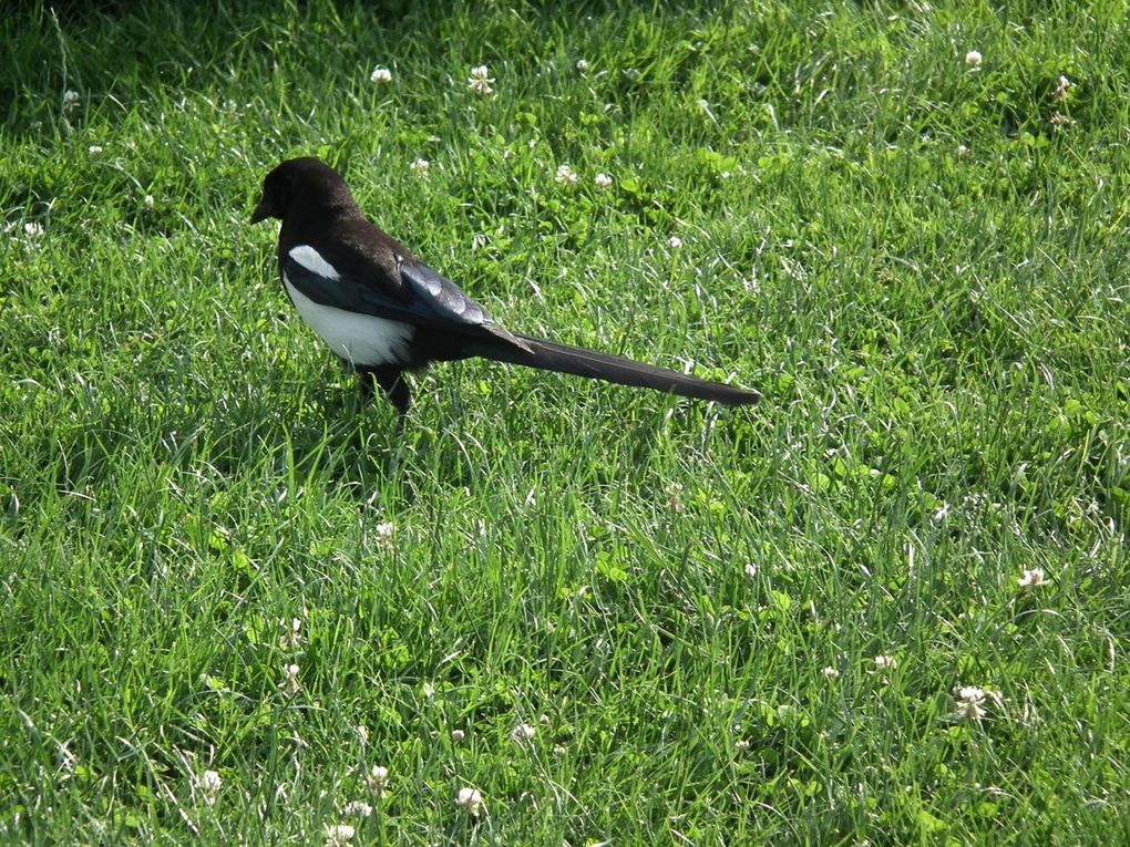 les animaux du parc