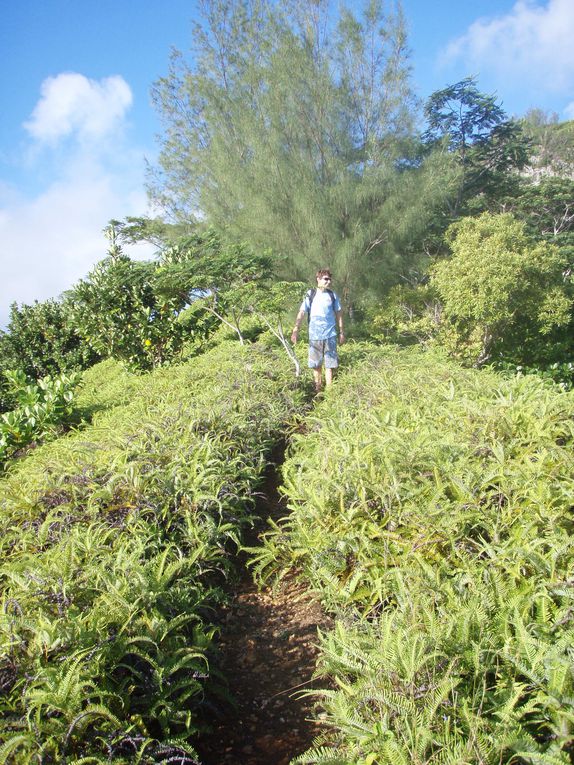 Album - 8-RAROTONGA (Iles Cook)