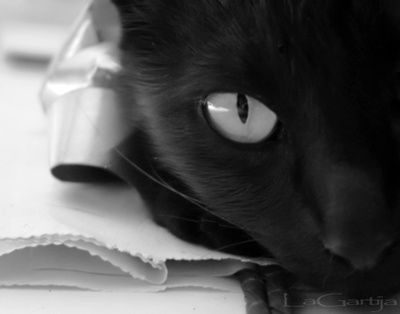 Diario La Guarida del Gato