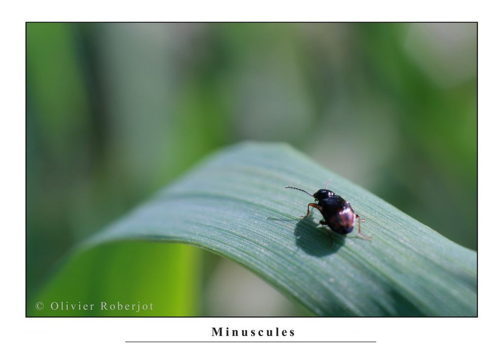 Photos d'insectes divers et variés