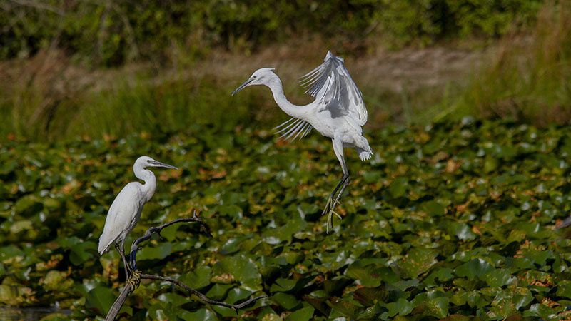 Se perdre oui, mais avant tout au sens figuré ! Quel bonheur de trouver un coin de nature pour s’évader et profiter des vacances autrement. Le long des sentiers,ou du Domaine de Fleury au Teich, c’est l’occasion d’observer les oiseaux sur terre ou dans les airs, ou des blondes d’Aquitaine qui elles ont toujours les pieds sur terre, et le museau dans l’herbe ! Aux Pres salés d'Arés-Lége, un autre écrin de nature, plus sauvage, avec même des airs de savane. Magique !