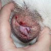 Prolapsus vaginal chez une chienne