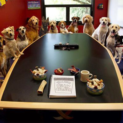 Nos chiens au bureau !