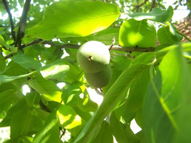 Quelques photos de toutes ces merveilles que dame nature nous sème au gré du vent dans notre jardin et qui accompagnent nos semences annuelles.