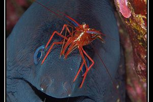 Album - Poissons de roches