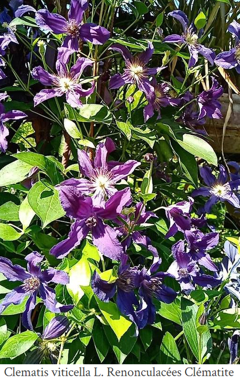 Mon jardin Le Clos fleuri en octobre 2022