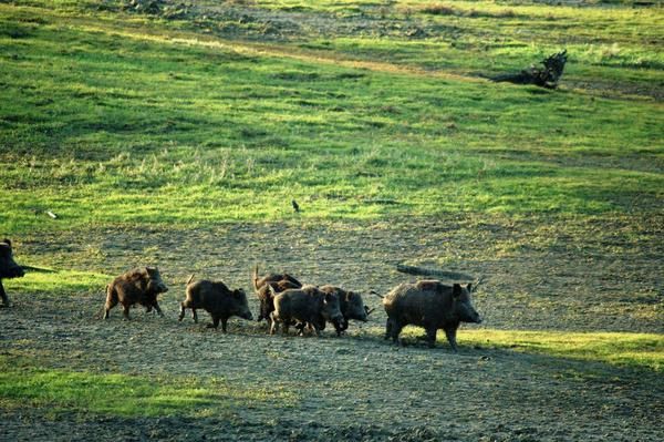 Photos d' animaux&nbsp; prises dans le Parc Naturel de la For&ecirc;t d'Orient