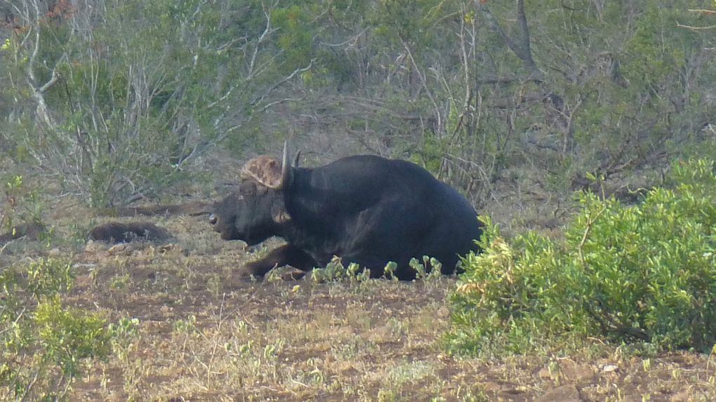 Afrique du sud 2018/8     Vers le parc Kruger