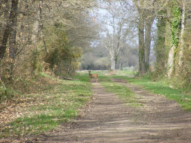 Album - circuit-foret-de-pince