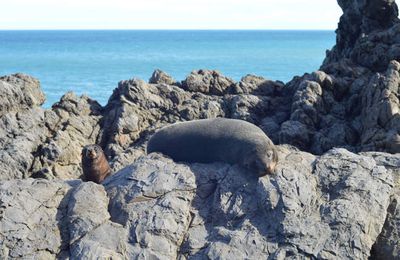 Nouvelle-Zélande : Cape Palliser- ça sent le phoque !