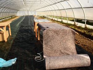 Mise en place de l'aquanappe (tissus synthétique recyclé) sur les tables à semis pour protéger les nappes chauffantes et pour servir de réserve d'eau aux plants.