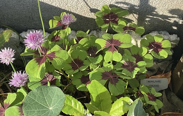 Plantation d’un plant de ciboulette dans le micro jardin urbain, premier essai