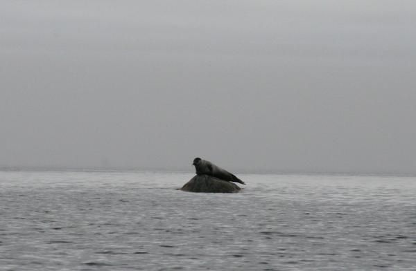 <p>Le lac Baikal est la plus grande et la plus pure reserve d eau douce du monde : 1/5 des ressources.</p>
<p>Ses dimensions sont impressionnantes : largeur max = 79.5km, longueur = 636km, profondeur&nbsp; maximum = 1783m, profondeur moyenne = 730 km, lineaire de cote = 2000km, superficie = 5% du territoire francais soit la taille de la Belgique.</p>
<p>Il est le plus vieux lac au monde : 25 Mn d annes. Habituellement un lac se comble au bout de 10 000 ans. </p>
<p>80% des especes animales et