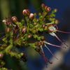Hirtella glandulosa (gaulette blanche)