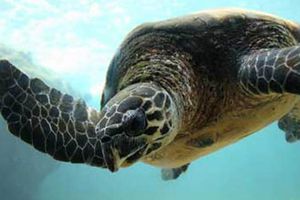 St-Pierre: Un braconnier harponne une tortue dans le lagon